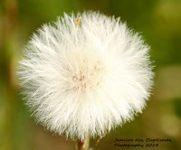 /album/natuur-aruba/img-7869-copy-jpg/